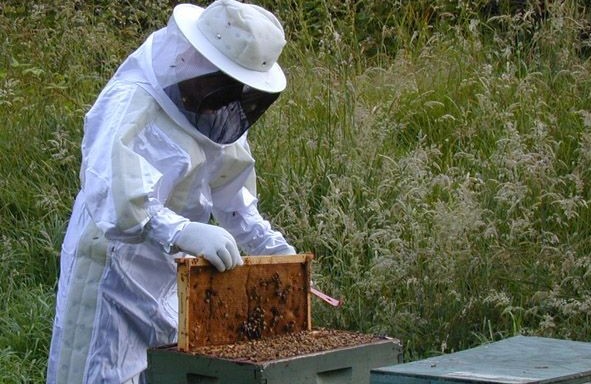 Отпускат 3 милиона държавни помощи за пчеларите